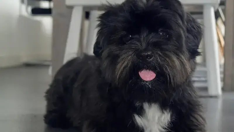 dog-2006432_1920-min