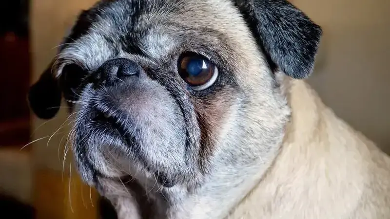 dog-2418128_1920-min