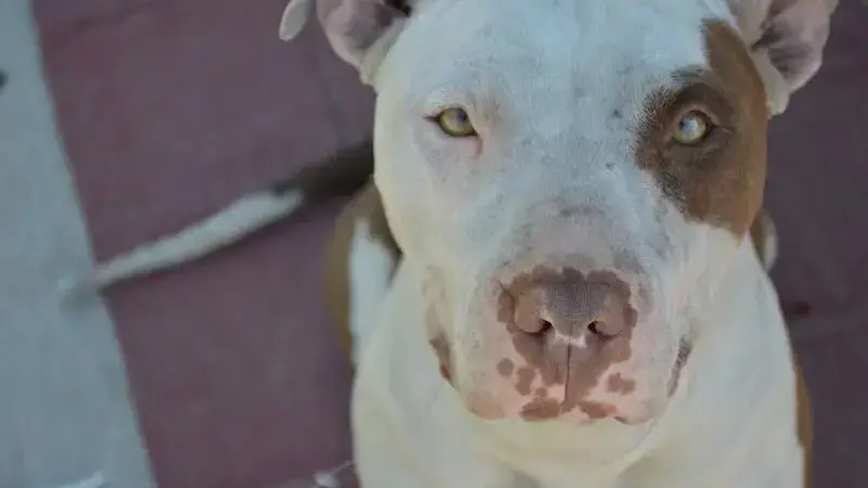 animal-2766755_1920-min