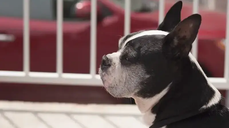 dog-3407539_1920-min