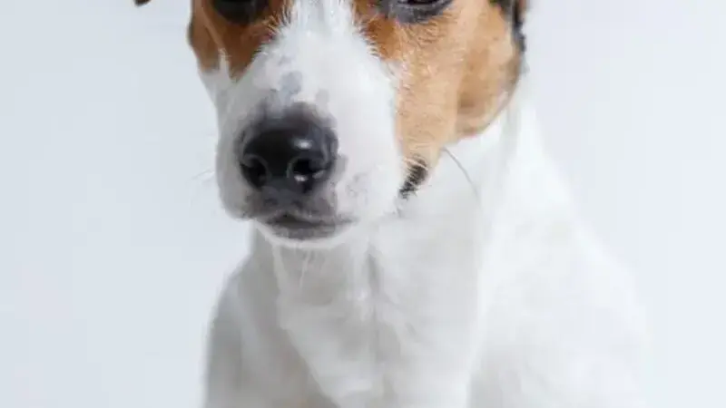 Jack Russell