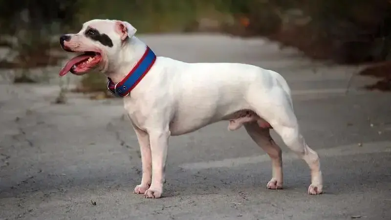 staffordshire bull terrier