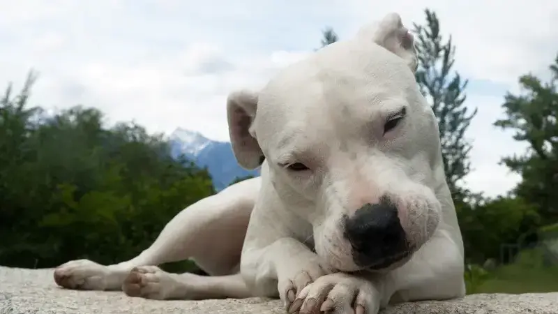 dogo argentino