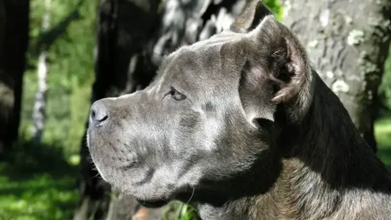 cane corso