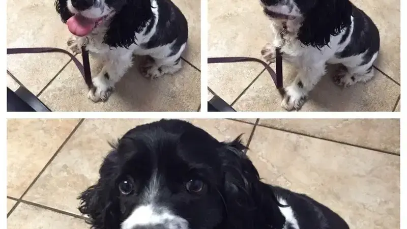 cani dal veterinario