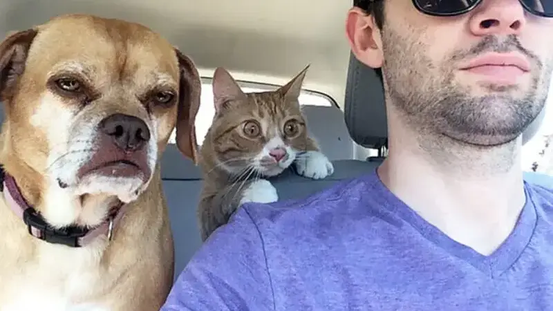 cani dal veterinario