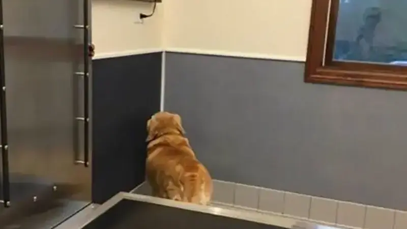 cani dal veterinario