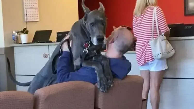 cani dal veterinario