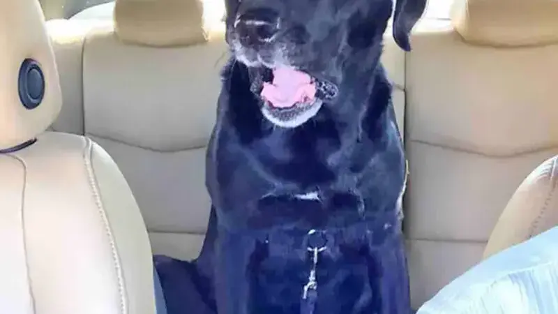 cani dal veterinario