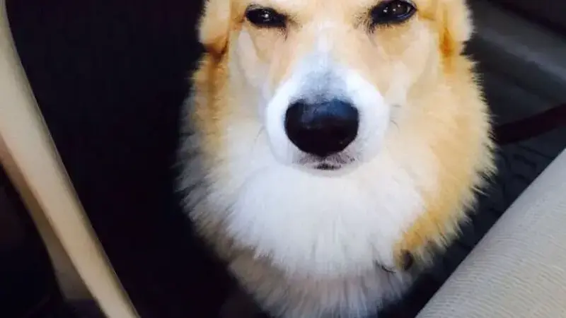 cani dal veterinario