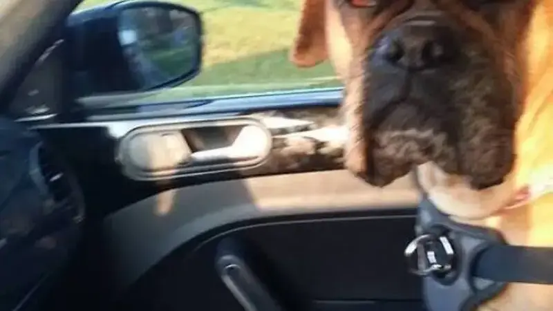 cani dal veterinario