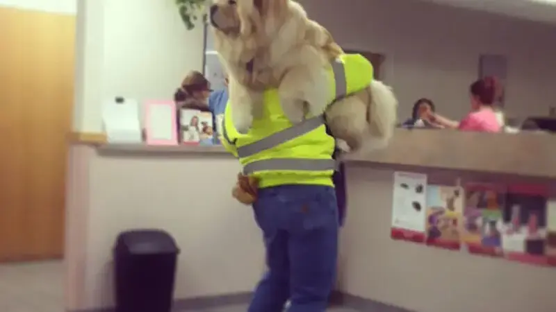 cani dal veterinario