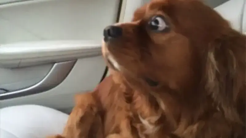 cani dal veterinario