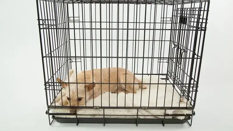 Cani in aereo: come viaggiare con il cane in aereo