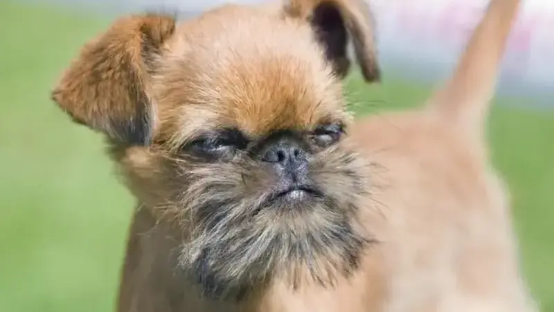 Griffone di Bruxelles