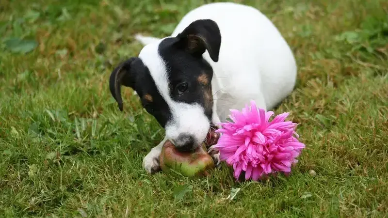i cani possono mangiare le pere