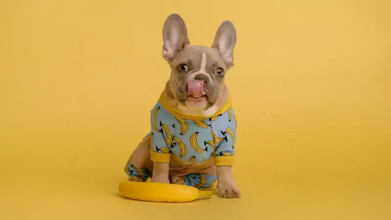 i cani possono mangiare le banane