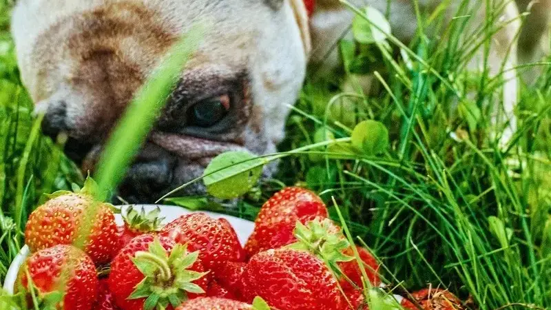 i cani possono mangiare le fragole