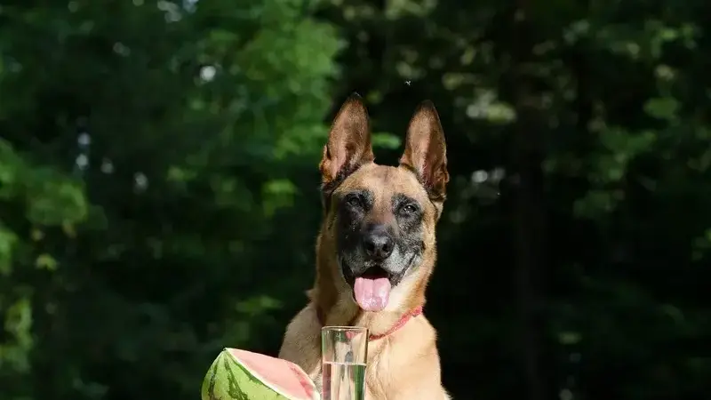 i cani possono mangiare l'anguria