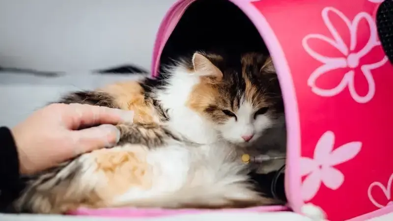 cardiomiopatia ipertrofica gatto