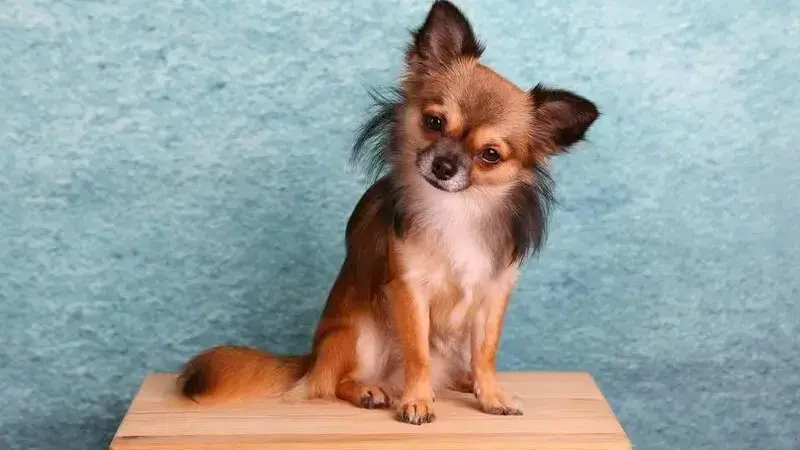 chihuahua carattere
