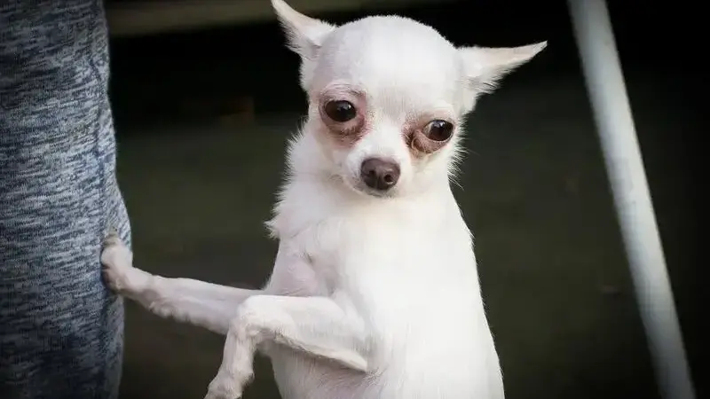 chihuahua-2137934_1920-min