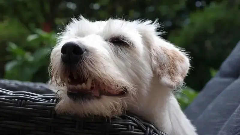 cimurro cura sintomi