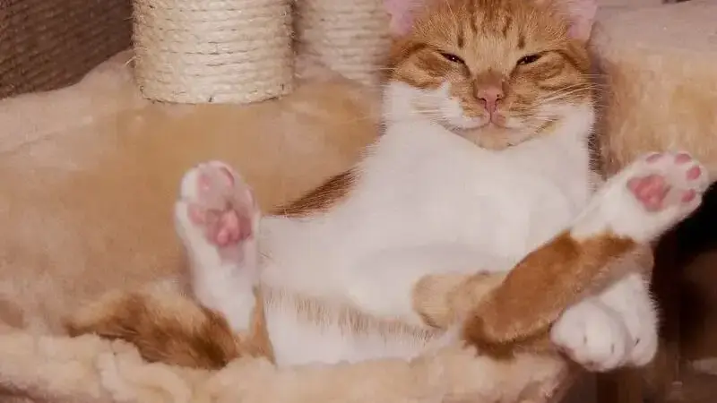 Un gatto rosso che soffre di cistite