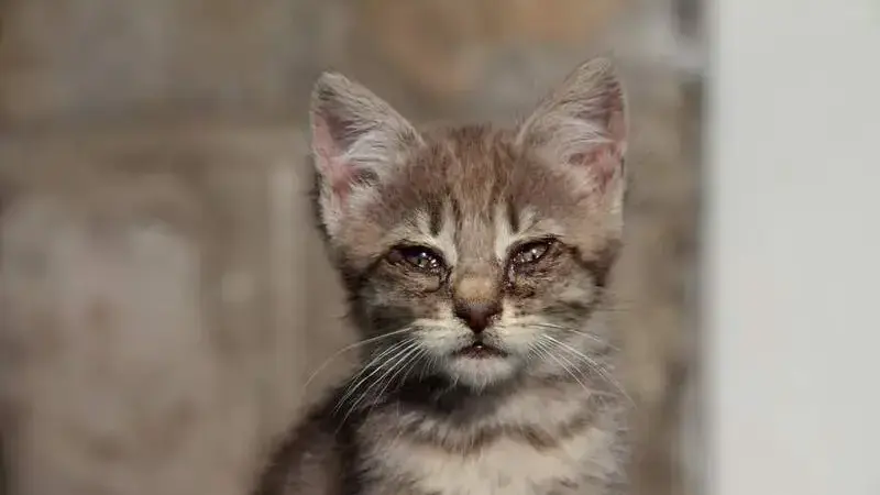 2016-06-25_Wikimania,_Cat_(freddy2001)_(01)-min