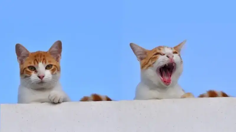 5173363938_8590517a8d_o(1)