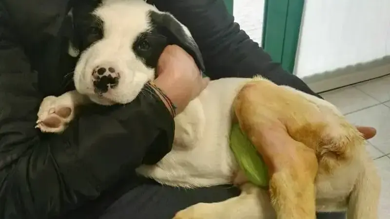 30653008_10211170680638318_3931239062802016456_n