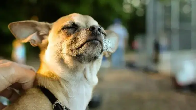 3702152241_7288bd827b_b-min