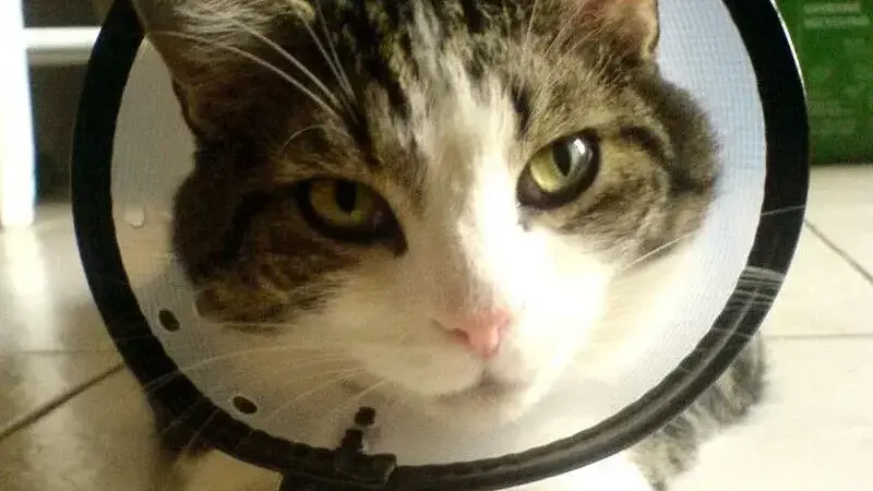 collare elisabettiano