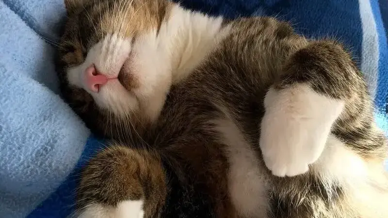 cat-2092293_1920-min