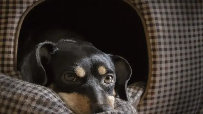 dog-1950413_1920-min