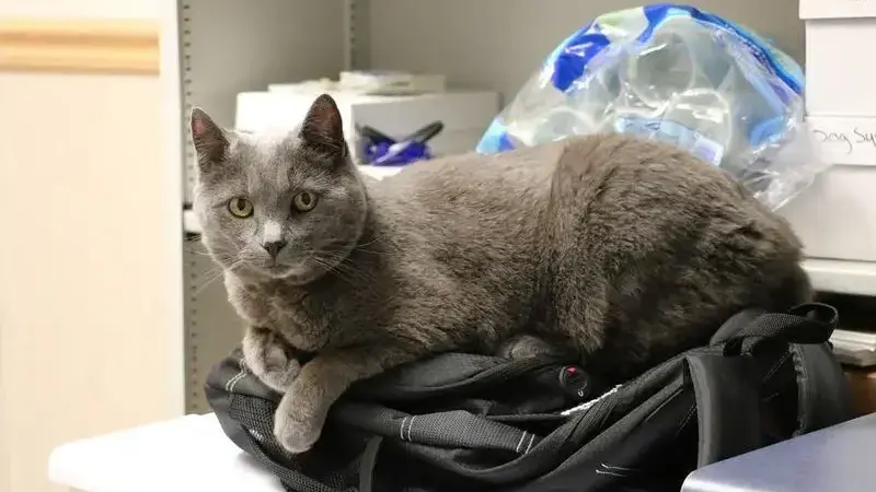 cat-1099134_1920-min