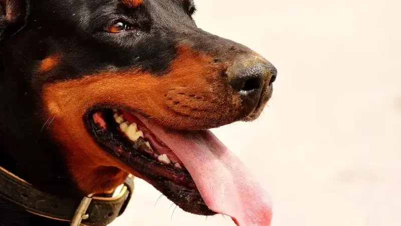 doberman-2441118_1920