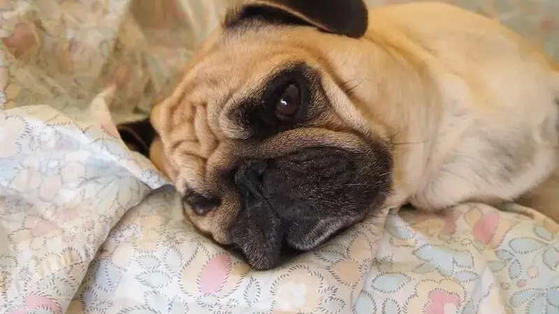 falsa gravidanza cane piange