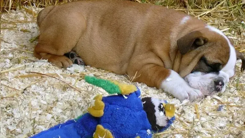 294832523_a951203faa_o