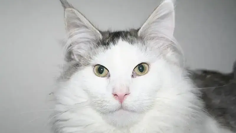 cat-1437990_640-min (1)