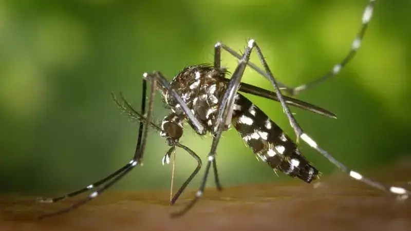 tiger-mosquito-49141_640