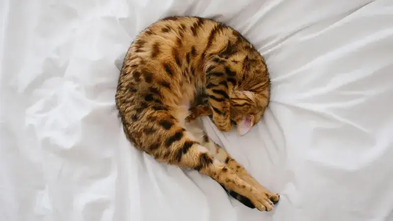 flatulenza-nei-gatti