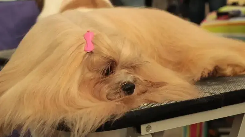 dogshow-3804504_1920-min (1)