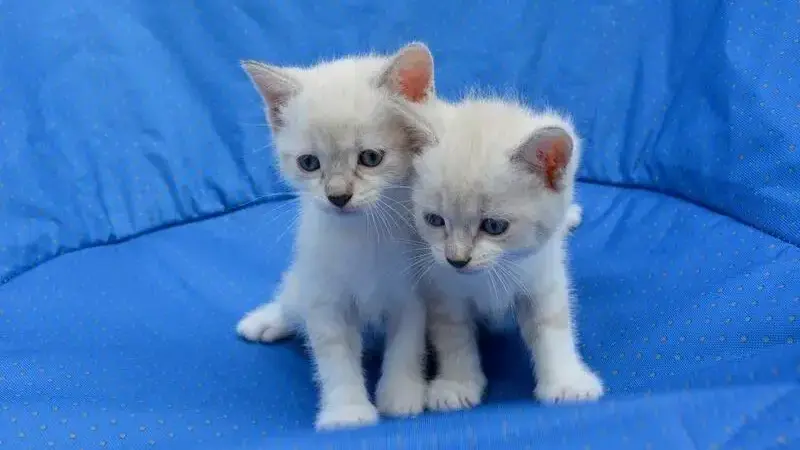 kittens-2724669_1920-min