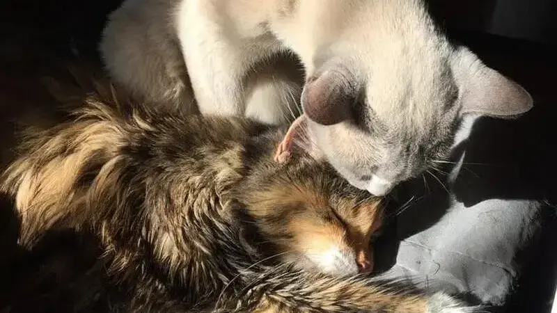 friends-1121528_960_720-min