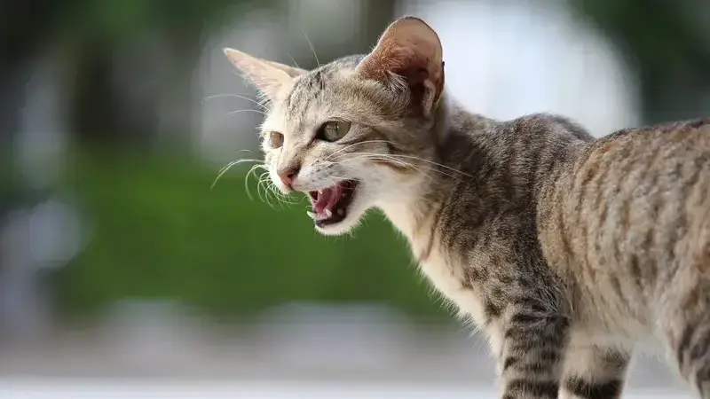 gatto miagola sempre