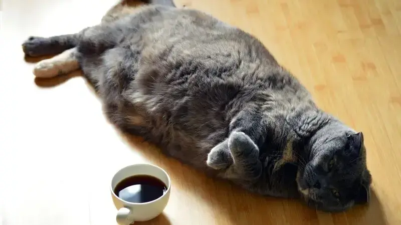 cat-1351612_1920 (1)-min (2)