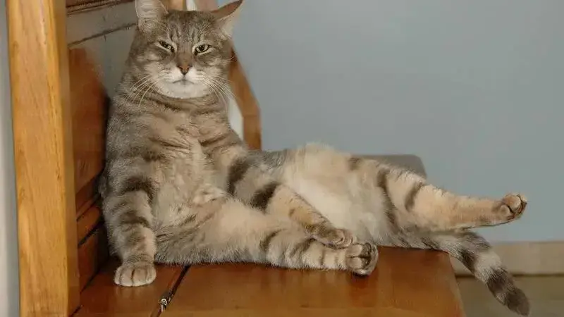 cat-1865716_1920-min