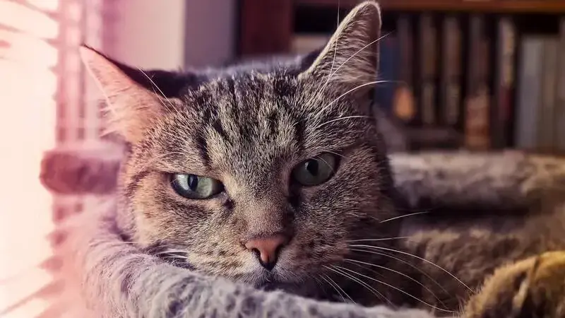 animal-3798162_1920-min