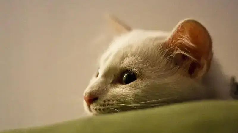 cat-2068734_1280-min